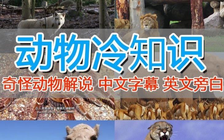 外面卖1699的国外纪录片解说（动物解说、美食、动画片）稳过中视频-辉硕副业